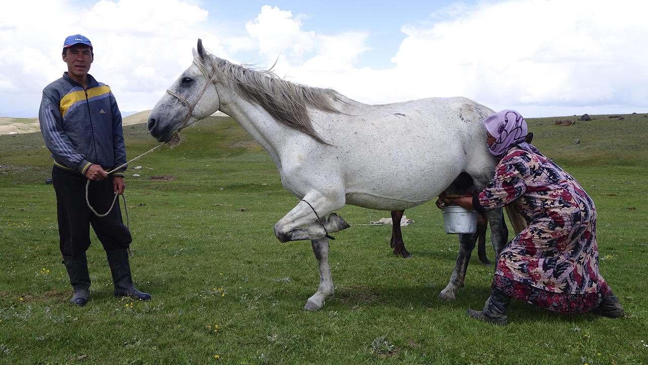 kirgisistan-horse-milking.jpg
